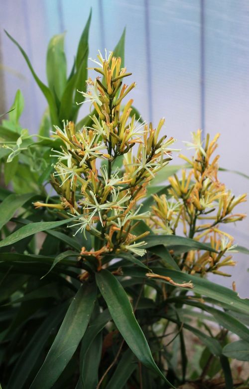 narrow-leaf dracaena flower plant