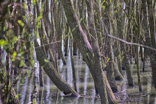 nascent spring willow