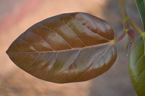 nascent leaf young leaf brown