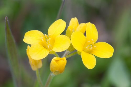 nashville mustard flower yellow
