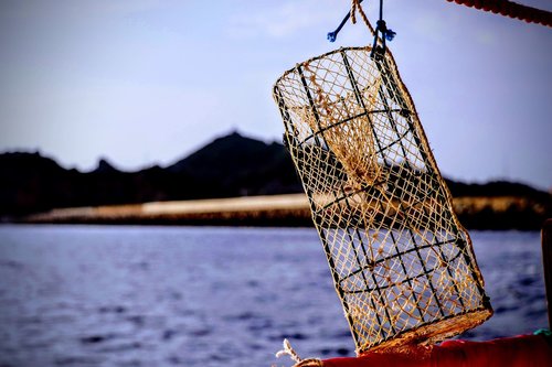nassa  sea  fishing