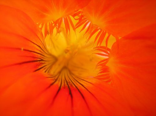 nasturtium orange red