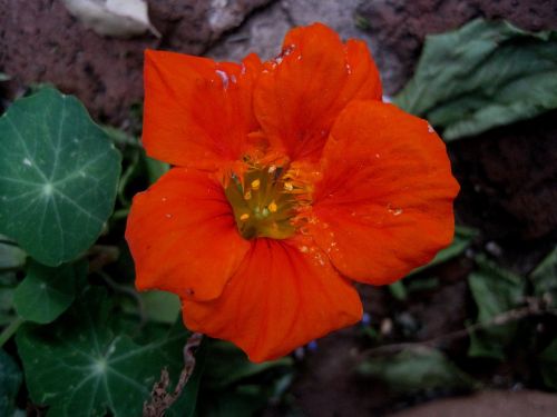 nasturtium flower orange