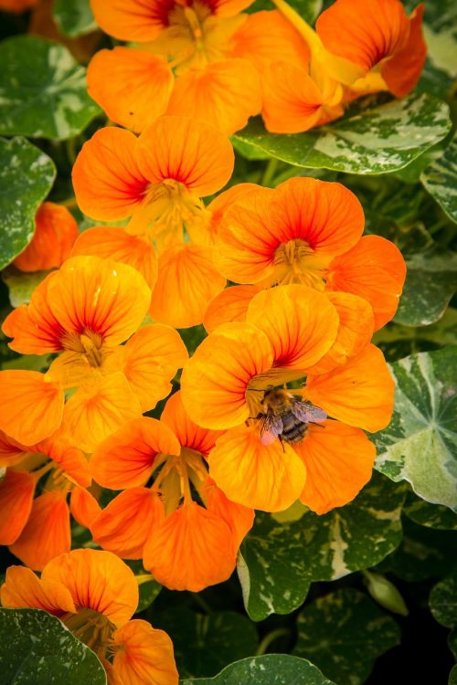 nasturtium flowers bee
