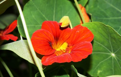 nasturtium flower flora