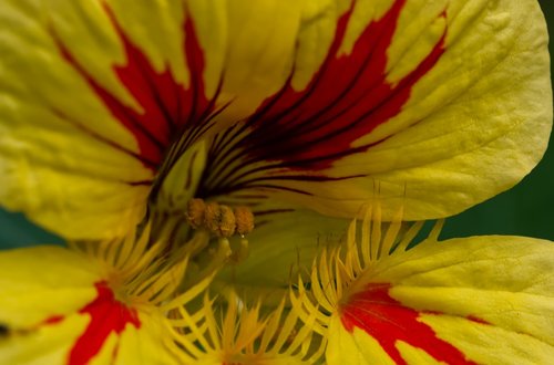nasturtium  plant  flower
