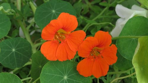 nasturtium orange tropaeolum