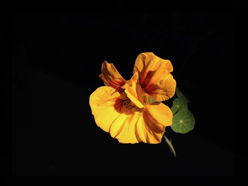 nasturtium  flower  bloom