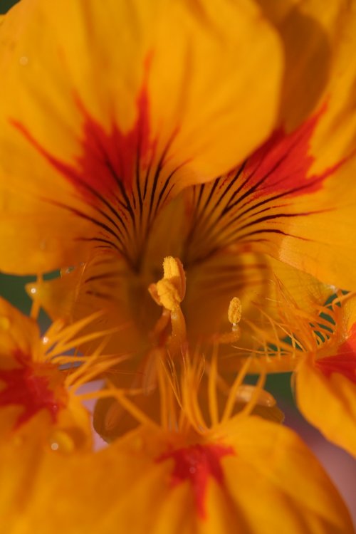 nasturtium  flower  blossom