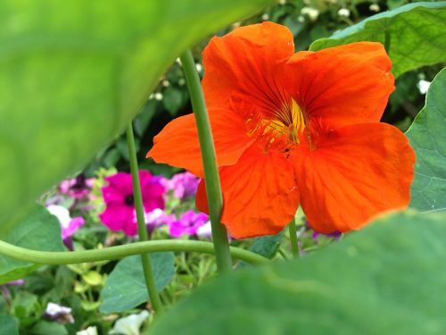 nasturtium blossom bloom