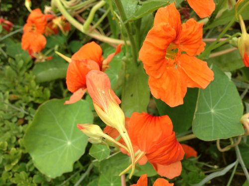 nasturtium spring orange