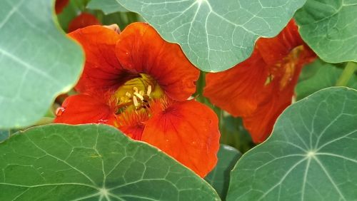 nasturtium flowers red