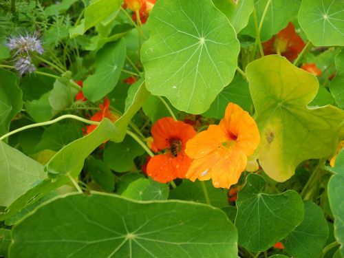 nasturtium bees garden