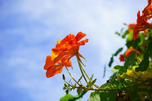 nasturtium blossom bloom