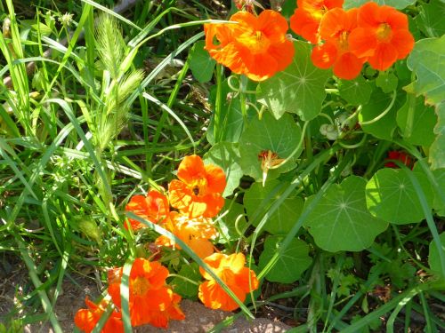 nasturtium plant grass