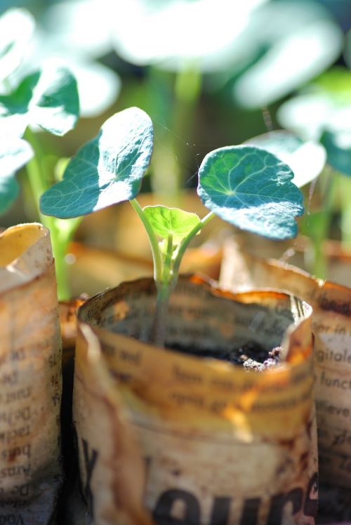 nasturtium seedling sowing