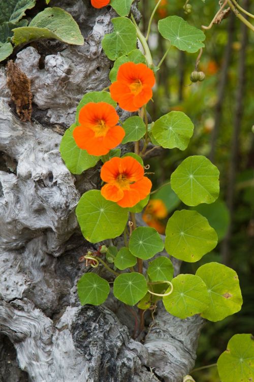 nasturtium orange flower