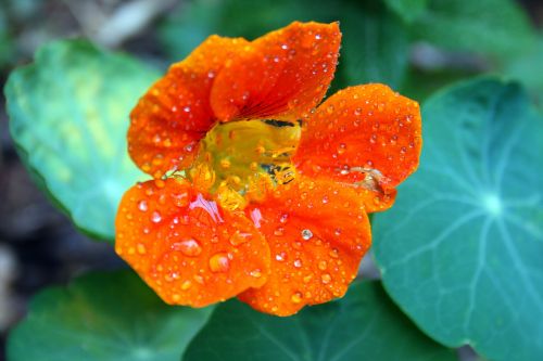 Nasturtium Flower With Drops