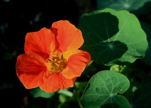 Nasturtium Flower