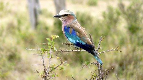 national bird wildfowl namibia
