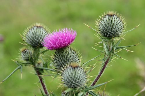 national flower scotland flower