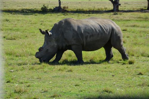 national park rhino south africa