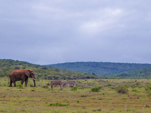 national park safari panorama