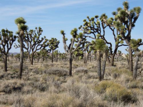 national park joshua-tree desert