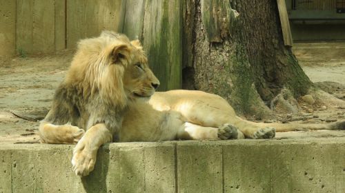 national zoo washington lion
