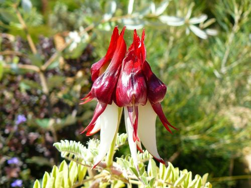 native australia plant