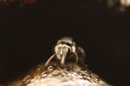 native bee  australia  macro