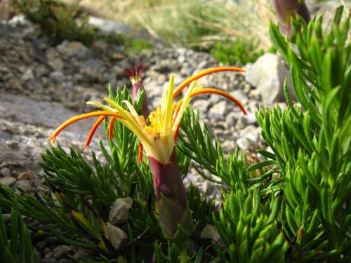 native chilean wild flora national wildlife higher lircay