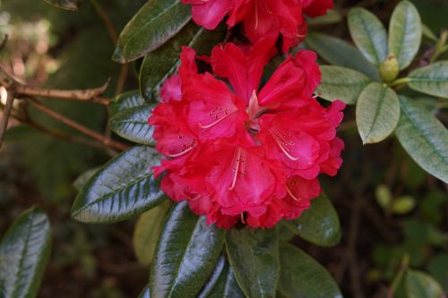 native flowers blooming national rhododendron garden