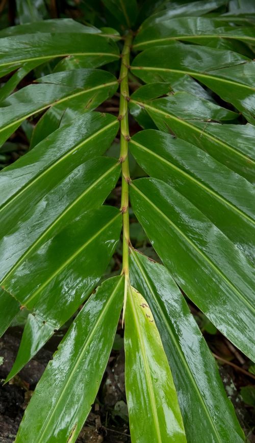 native ginger leaves wet