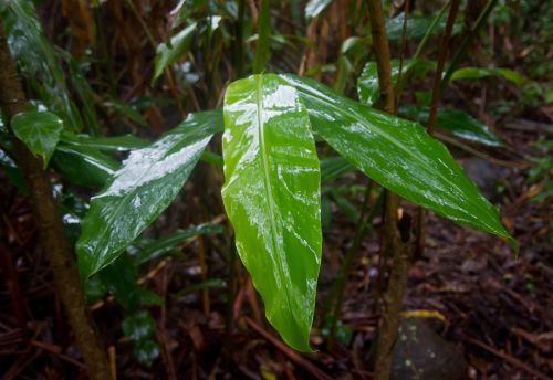 native ginger leaves wet