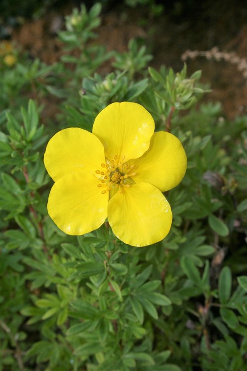 nátržník  yellow  flower