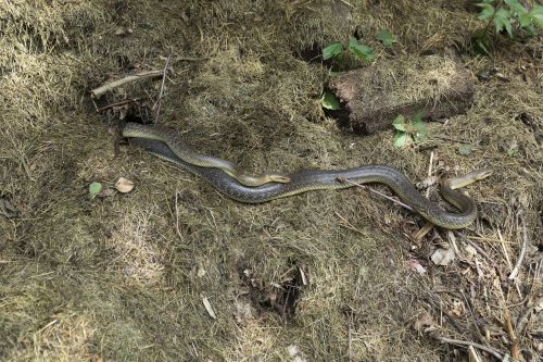 natter snake grass snake