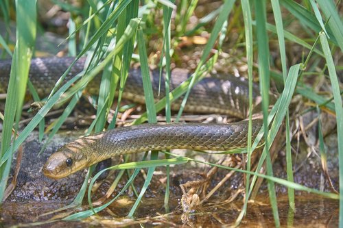 natter  snake  grass snake