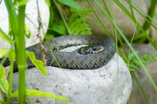 natter snake nature