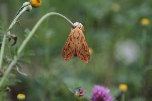 nattfly butterfly the nature of the