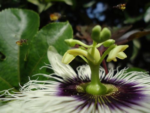 natual flower bee