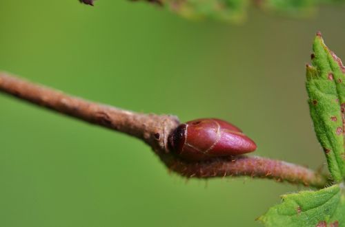 natur leaf natural