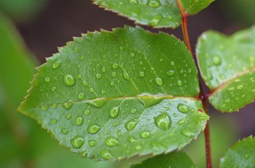 natur leaf natural