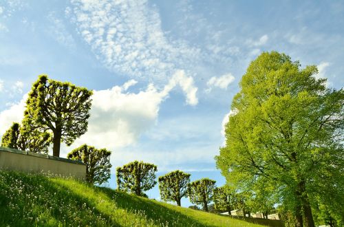 natur grass summer