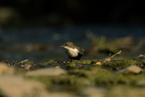 natura  bird  autumn