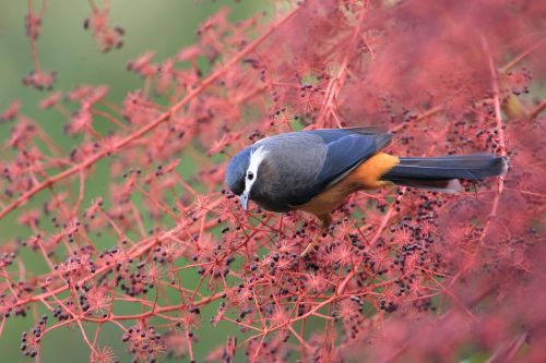 natural bird ecology