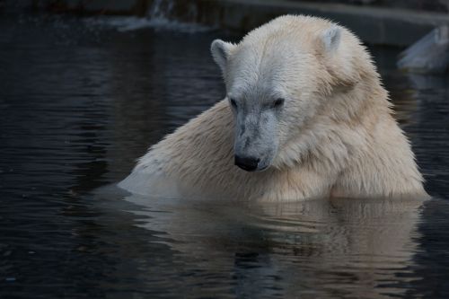 natural polar bear white