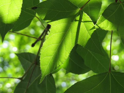 natural plant ecology