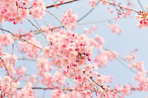 natural plant flowers