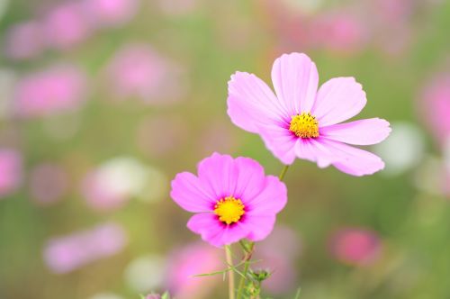 natural plant flowers